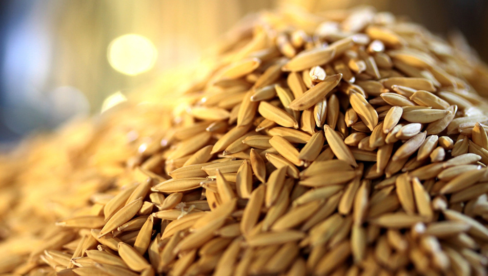 benefícios da palha de arroz