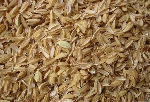 palha de arroz para animais