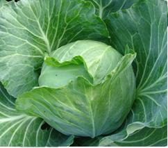 Repolho Roxo vs. Repolho Verde: Qual o Melhor para Sua Dieta?