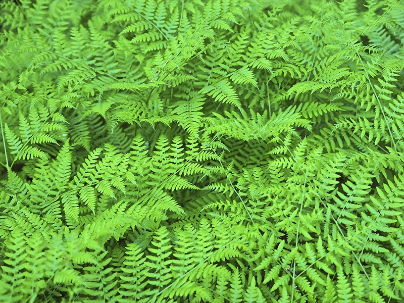 polypodium leucotomos oral