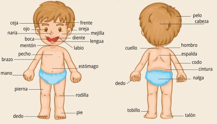 erros comuns ao listar partes do corpo com E