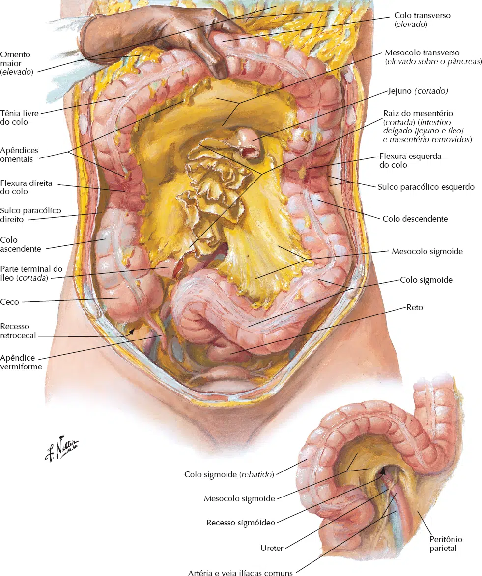anatomia partes com h