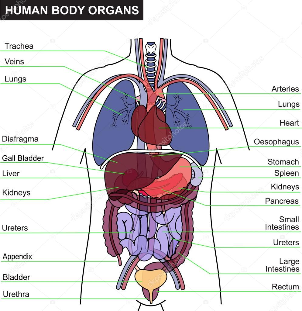 anatomia partes com h