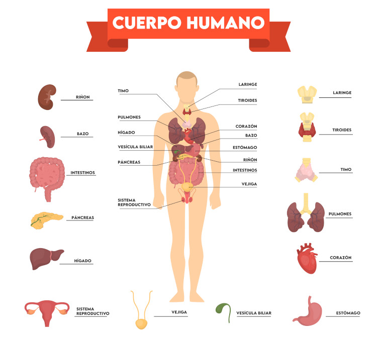 partes do corpo para stop letra h
