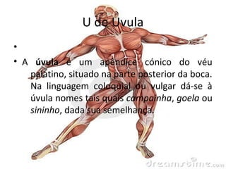partes do corpo humano letra u