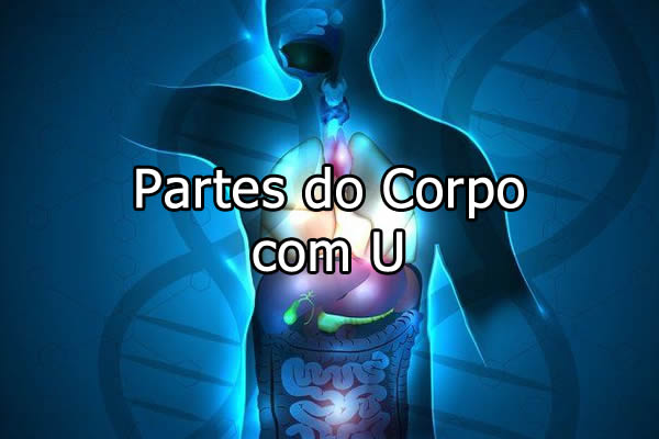 órgãos com u