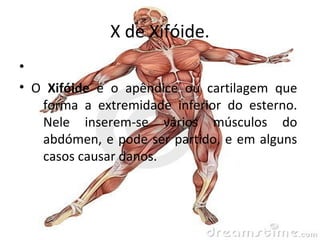 partes do corpo humano com x