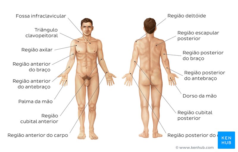 regiões do corpo com x