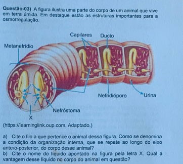 partes do corpo humano com x