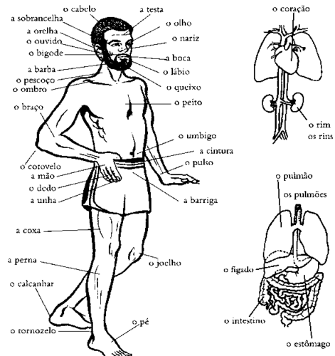 regiões do corpo com x