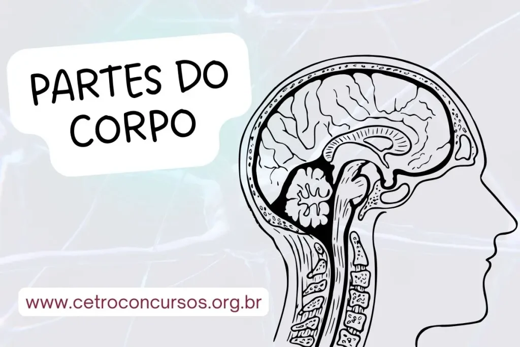 músculos com x