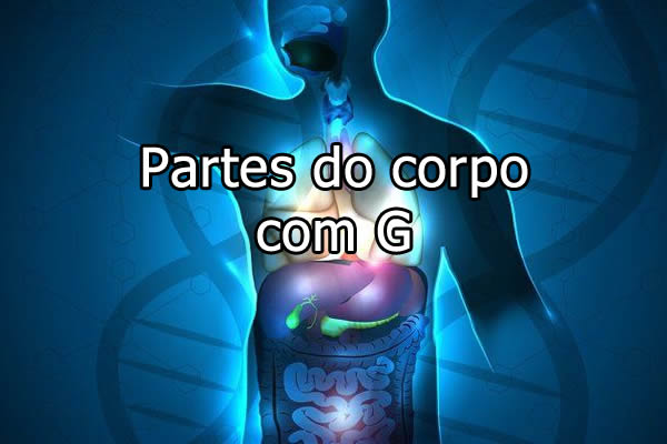 órgãos do corpo humano com a letra G