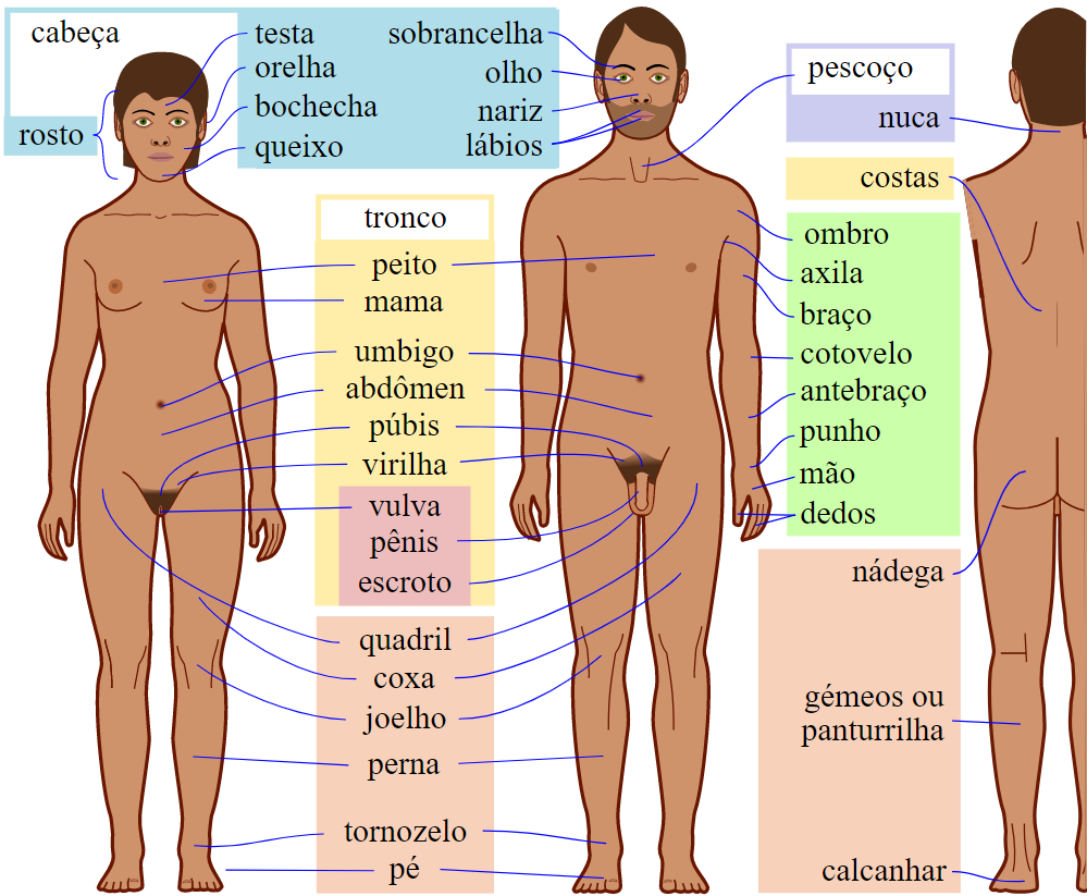 músculos do corpo humano com a letra G
