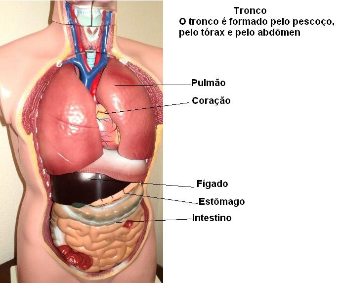 partes do corpo humano letra t