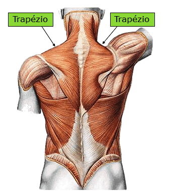 partes do corpo humano letra t