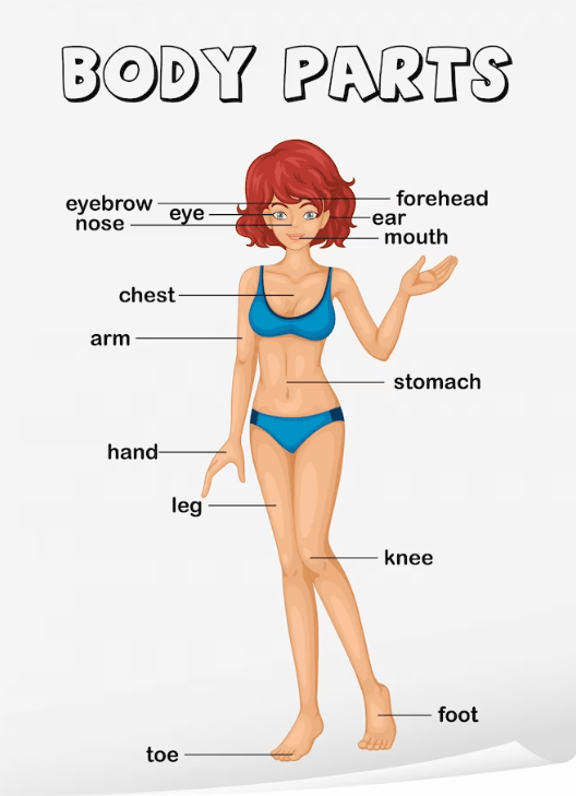 partes do corpo humano com a letra b para jogo stop