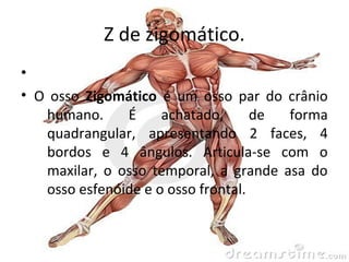 partes do corpo humano letra z