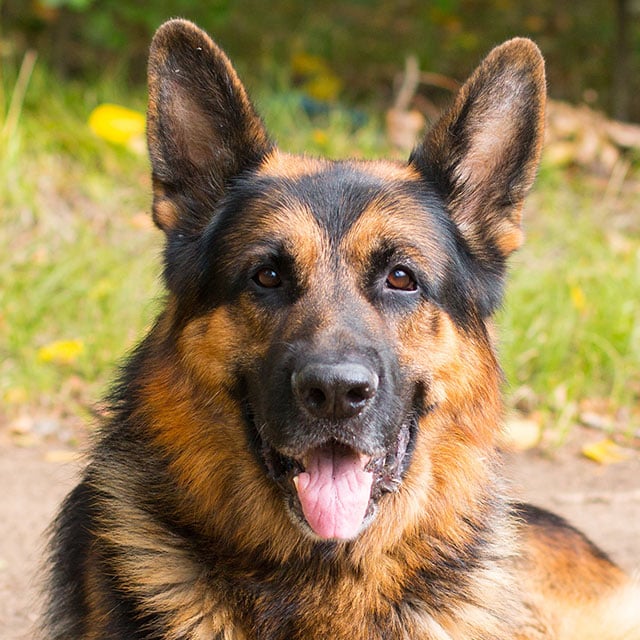pastor alemão capa preta