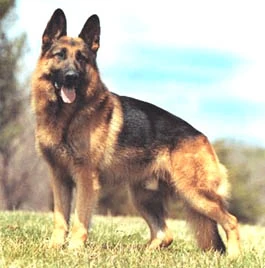 Dieta e Exercícios Essenciais para um Pastor Alemão Capa Preta Saudável e Feliz