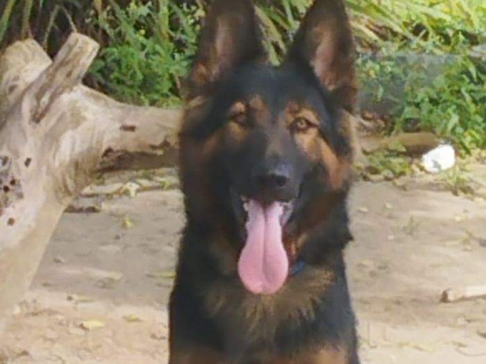 Pastor Alemão Capa Preta vs. Outras Variações: Qual o Melhor para Você?