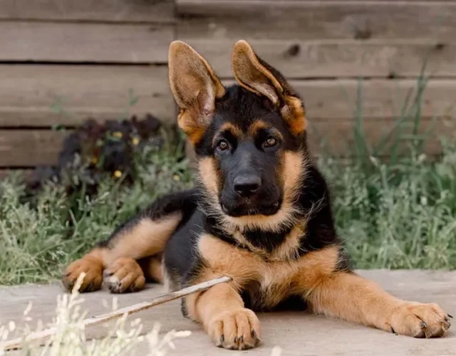 Onde Comprar um Filhote de Pastor Alemão Capa Preta no Brasil: Guia de Criadores e Preços