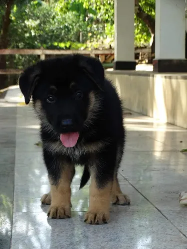 Dieta e Exercícios Essenciais para um Pastor Alemão Capa Preta Saudável e Feliz