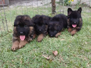 pastor alemão capa preta