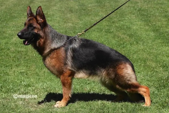 Onde Comprar um Filhote de Pastor Alemão Capa Preta no Brasil: Guia de Criadores e Preços