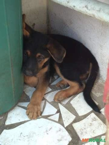 Dieta e Exercícios Essenciais para um Pastor Alemão Capa Preta Saudável e Feliz