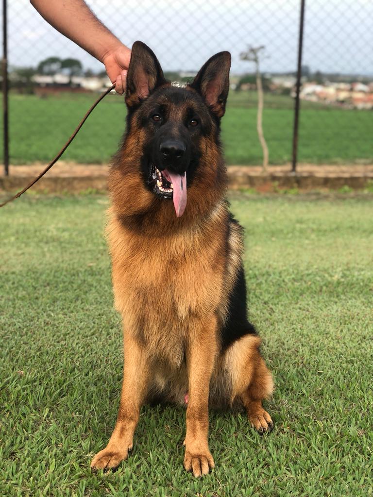 pastor alemão capa preta