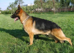 Pastor Alemão Capa Preta vs. Outras Variações: Qual o Melhor para Você?