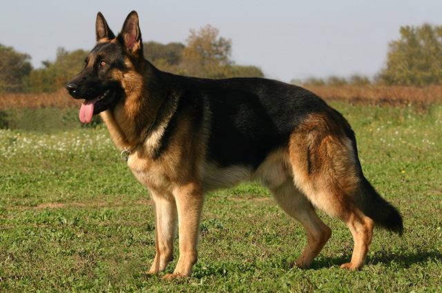 pastor alemão capa preta