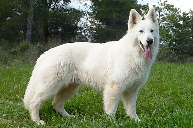 pastor branco suíço