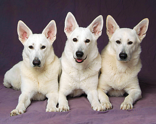 Pastor Suíço Branco