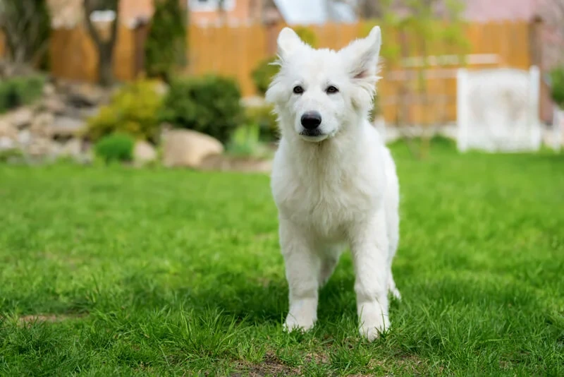 Cão Pastor Branco