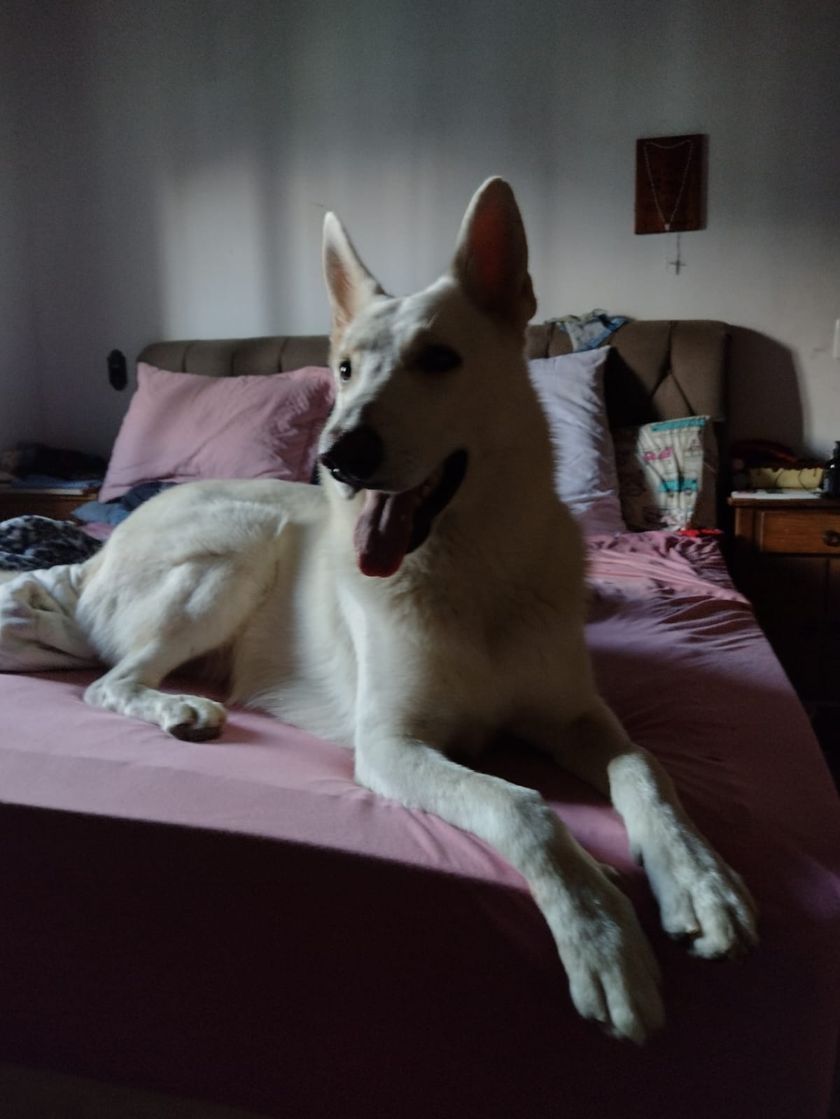 pastor branco suíço