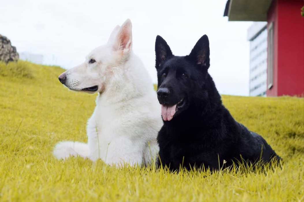 Pastor Suíço Branco