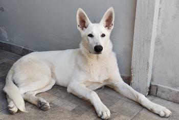 Cão Pastor Branco