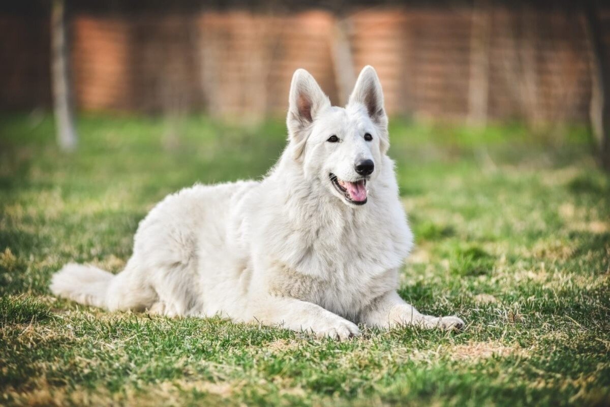 Cão Pastor Branco