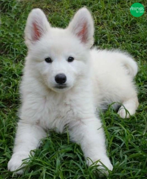 pastor branco suíço