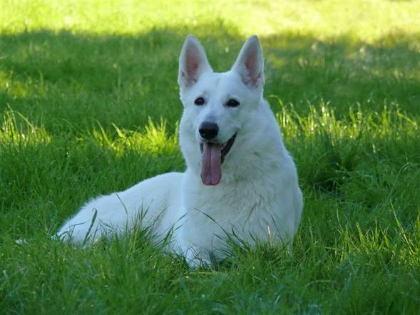 Pastor Suíço Branco