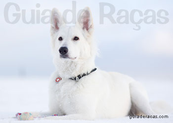 Cão Pastor Branco