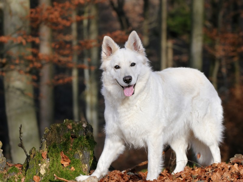 Pastor Suíço Branco
