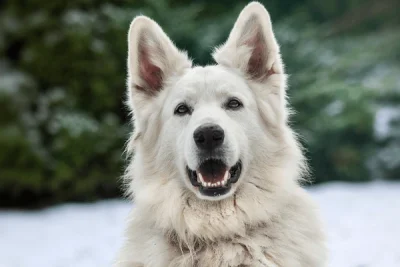 Pastor Suíço Branco