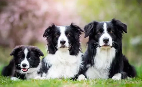 Como Escolher o Cão de Pastoreio Ideal para Seu Rebanho