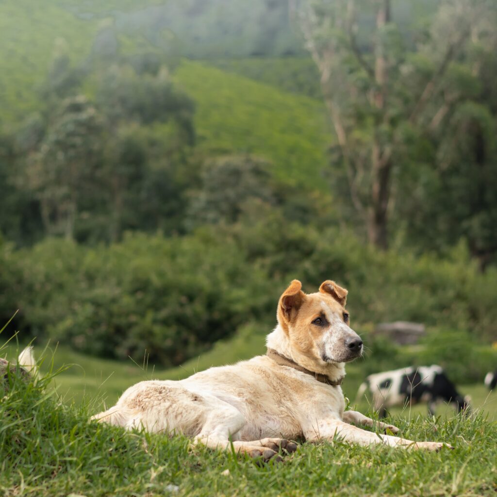 O Papel dos Cães de Guarda de Gado na Proteção de Rebanhos