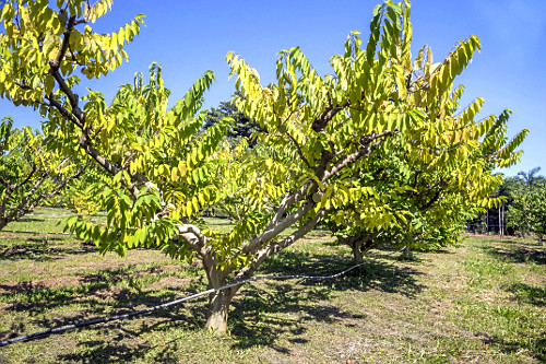 Cultivo de atemoia em quintal