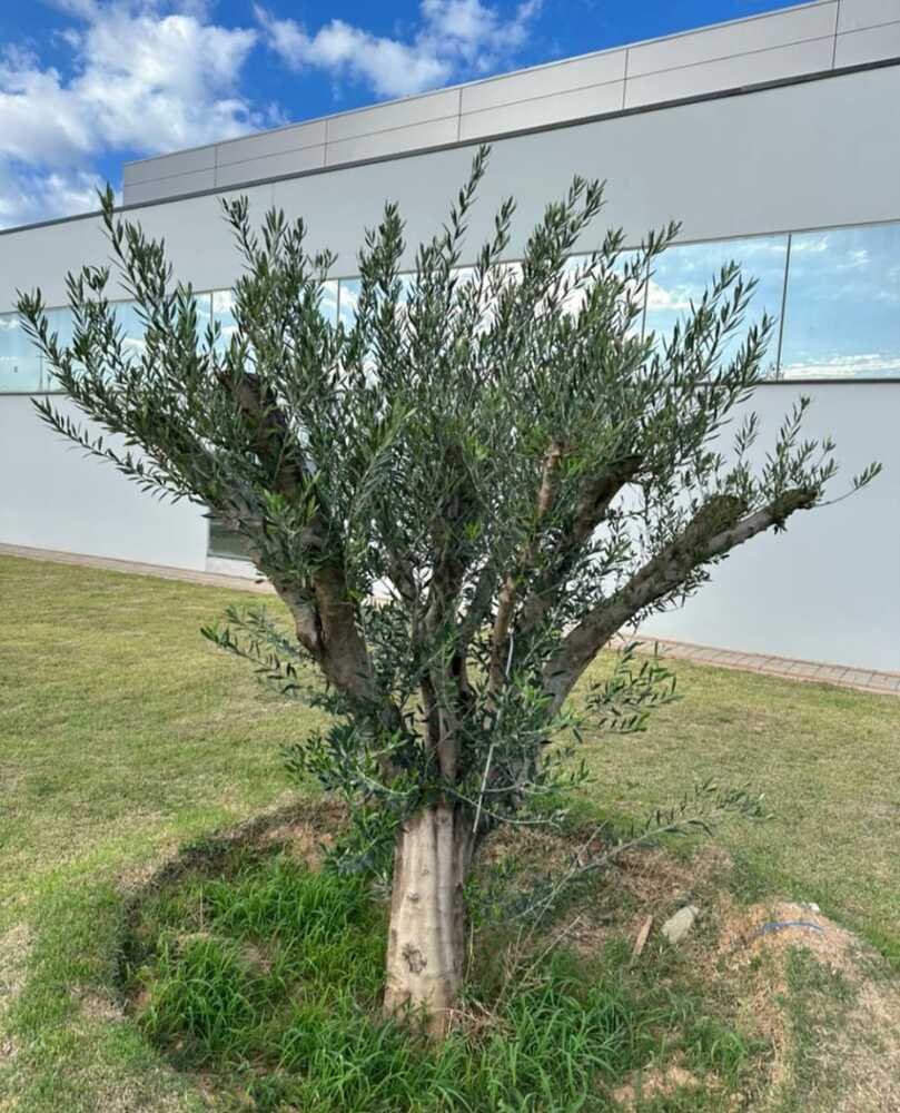 Oliveira em vaso