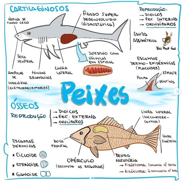 Peixes Caracteristicas