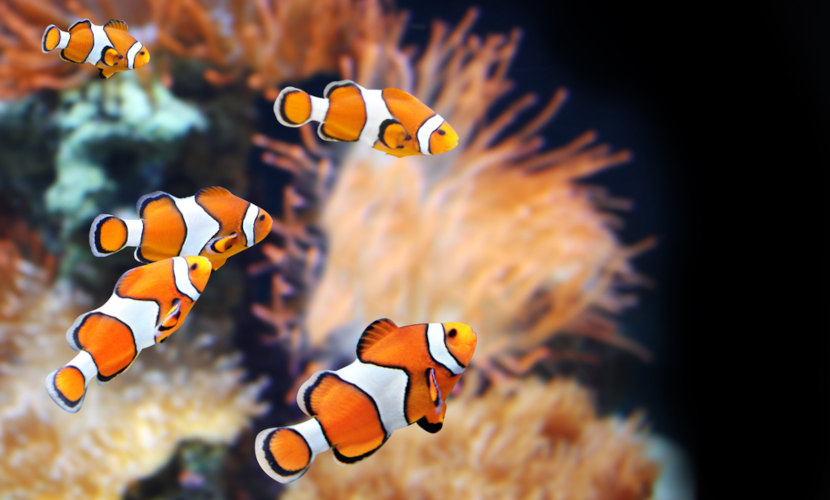 Desvendando o Mapa Astral de Peixes: Influências de Netuno e Júpiter